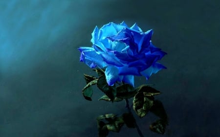 Artistic Rose - flower, rose, artistic, petals, nature, blue