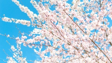 Cherry Blossoms - flower, japan, spring, blossom, cherry, sakura, nature, japanese