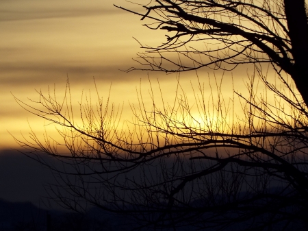 sunset though the tree - sunset, through, the, tree