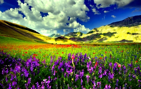 Morning Sky - nature, sky, field, flowers