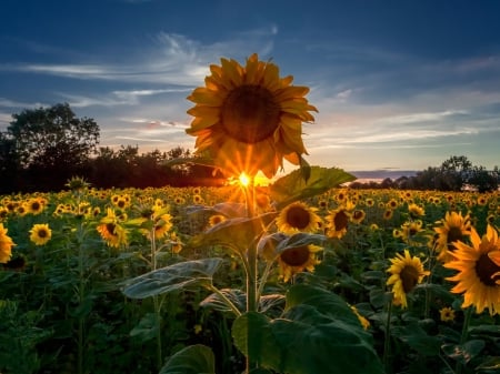 Summer Sunset at Sunflowers Field - nature, sunflowers, clouds, field, sunset, summer