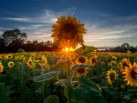 Summer Sunset at Sunflowers Field