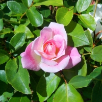 Pink Rose