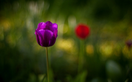 Purple Love - flower, tulip, purple, garden