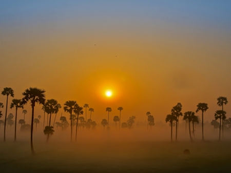 Foggy Sunrise - nature, sky, trees, mists, fog, palm, sunrise