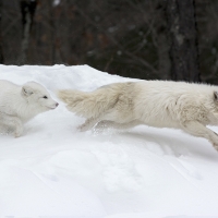Arctic fox