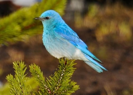 Mountain Bluebird - bird, branches, animal, blue, mountain