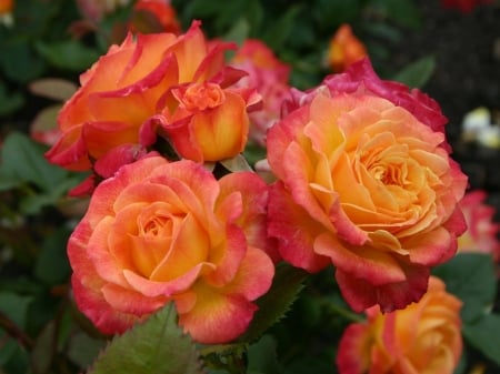 Bunch of Roses - nature, roses, macro, bunch, flowers