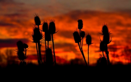 Silhouettes of Plants - stem, clouds, close up, sky