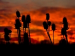 Silhouettes of Plants