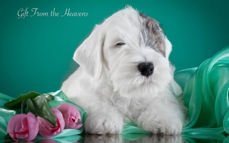 Sealyham Terrier - blue, dog, flower, pink, white, animal, cute, caine, puppy, sealyham terrier