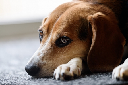 Beagle - beagle, macro, dog, animal, cute