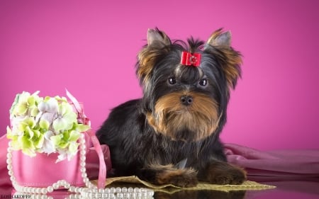 Yorkshire Terrier - flower, animal, pink, cute, black, caine, yorkshire terrier, puppy, bow, dog