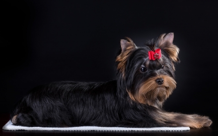 Yorkshire Terrier - bow, animal, caine, cute, black, yorkshire terrier, puppy, dog