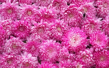 Chrysanthemums - flower, pink, texture, chrysanthemum, skin, autumn