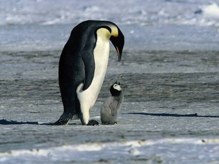 I`m still here mother! - snow, animal, penguin, little babies