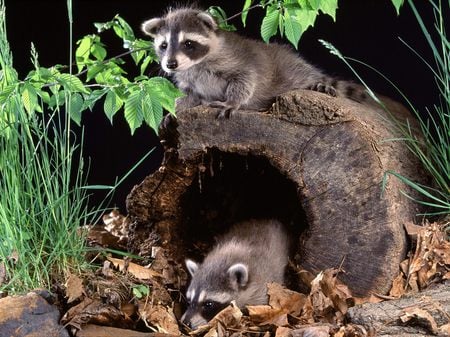 Raccoon babies - forest, play, raccoon, wild, animal, little babies