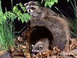 Raccoon babies