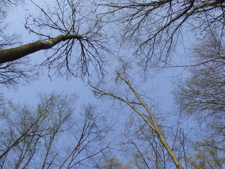 Forest - nice, sky, silence, forest