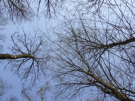 Forest 2 - nice, sky, silence, forest