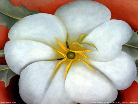 White Flower - red background, white flower, art