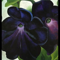 Black and Purple Petunias