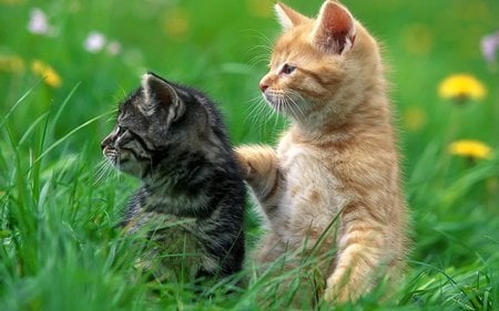 buddies - best buds, kittens, animal, cute, grass