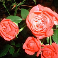 Red roses