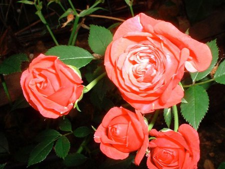 Red roses - flowers, roses