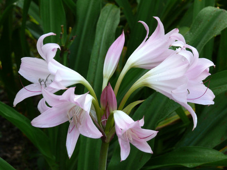 Lilys - lilys, flowers