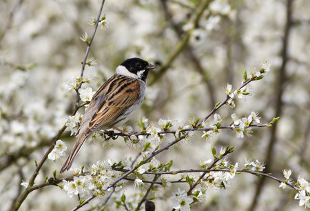 Male Reed Bunting - emberiza schoeniclus, wings, beak, flying, reed bunting