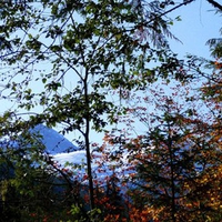 Mount Baker Through Fall Trees