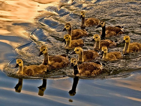 Goslings All In A Row - geese, water, goslings, swimming, babies