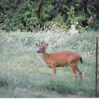 spike deer in velvet