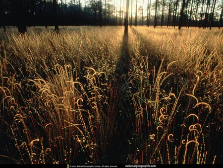 Nature - scene, nature