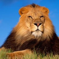 lion