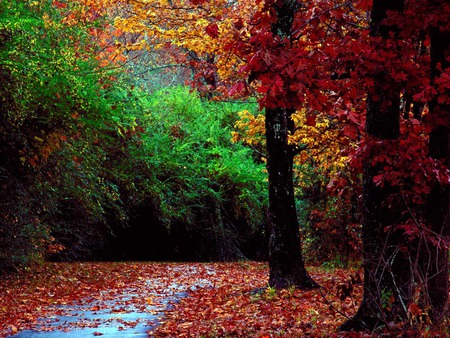 Autumn Forest and Landscape Color.jpg - forest, landscape