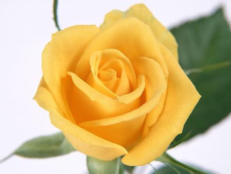 Rose - flower, yellow, nature, rose