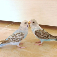 my budgies