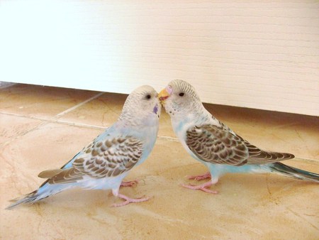 my budgies - love birds, budgie, parakeet, parrot, bird