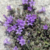 Purple flowers