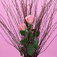 Pink roses