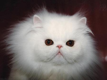 PERSIAN - cat, white, persian