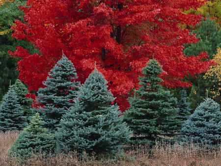 Forces of nature - forest, landscape