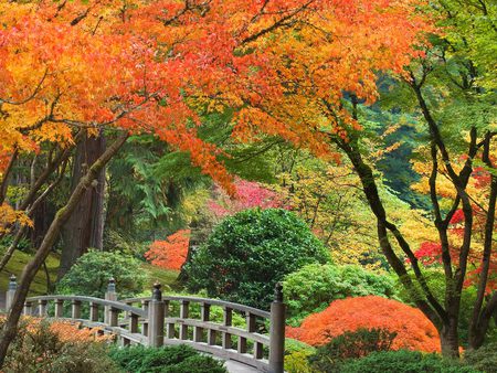 National park - landscape, forest