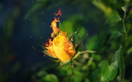 Rose in fire - yellow, green, creative, fire, fantasy, rose, flower