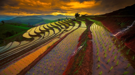 beautiful thailand rice fields hdr