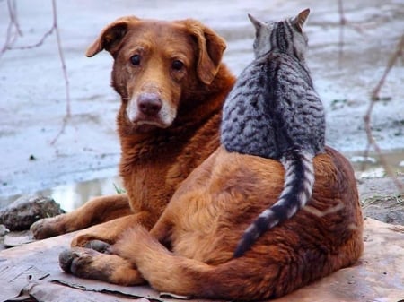 Best Friends - cool, photography, animals, cats, dogs, friends