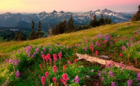 Mountain wildflowers - hills, summer, beautiful, landscape, slope, spring, meadow, mountain, wildflowers, sky