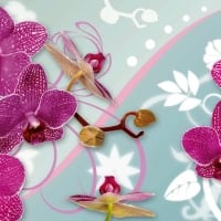 Orchids background